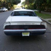 1981 Pontiac Firebird Trans Am SE Turbo - Image 5